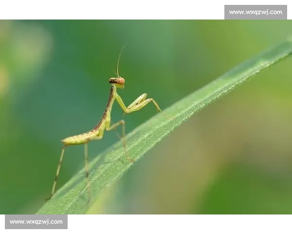 终点线前的 “螳螂”：跑者的失控与释放